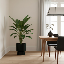 Modern interior with a bird of paradise plant in a high rise pedestal planter and a dining table.
