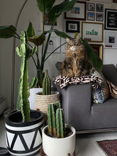 Modern aztec planter pot in living room with large cactus