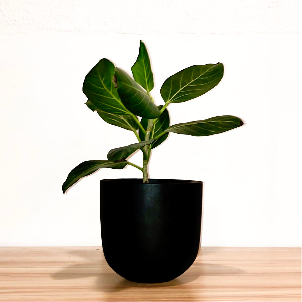 ESSENTIAL POT BLACK | PLANTER