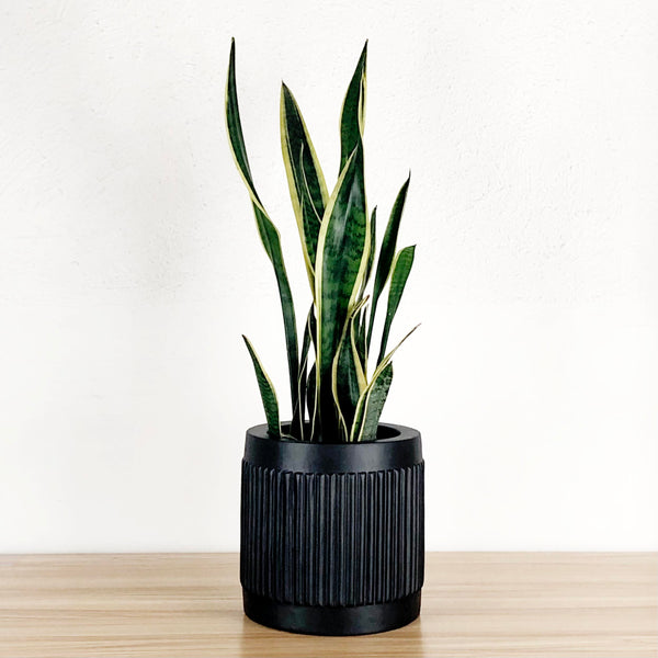 A black fluted cylinder planter with a snake plant inside, placed on a wooden floor with a white background.
