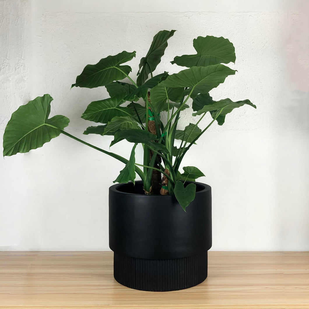 FLUTED BASE PEDESTAL POT BLACK | PLANTER