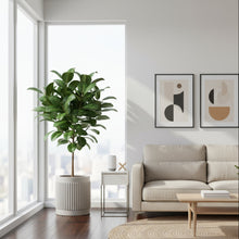 Modern living room with a plant, sofa, and coffee table.