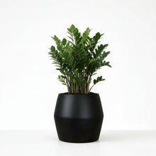 Potted plant in a black pot on a white background