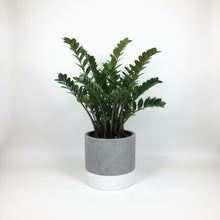 Divided Cylinder Pot Grey | Planter