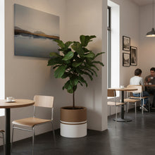 Potted plant in a modern cafe setting with tables and chairs.