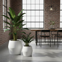 Two potted plants in white pots on a concrete floor with a dining table and chairs in the background.