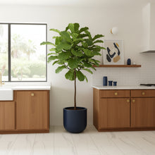 Green potted plant in a navy blue planter in a modern kitchen with wooden cabinets and a window.