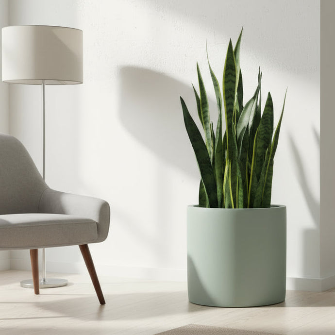 Potted snake plant in a modern living room with a lamp and chair.
