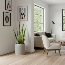 Modern living room with a plant, sofa, and chairs.