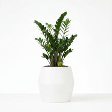 Potted plant in a white pot on a white background