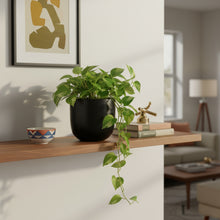 Potted plant on a wooden shelf in a living room setting