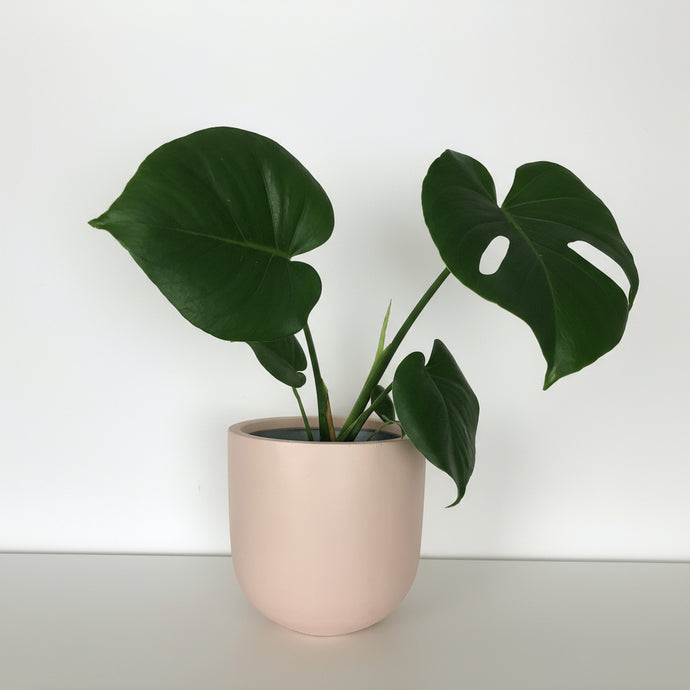 Potted plant with large green leaves on a white surface and background