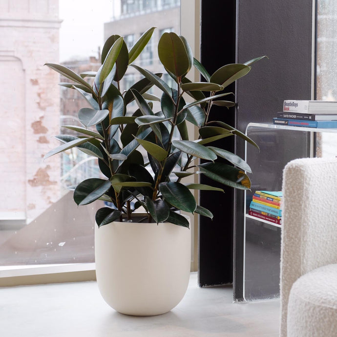 A tan, round-bottom modern planter with a plant inside, placed on a floor near a window, with a variety of furniture and decor in the background.