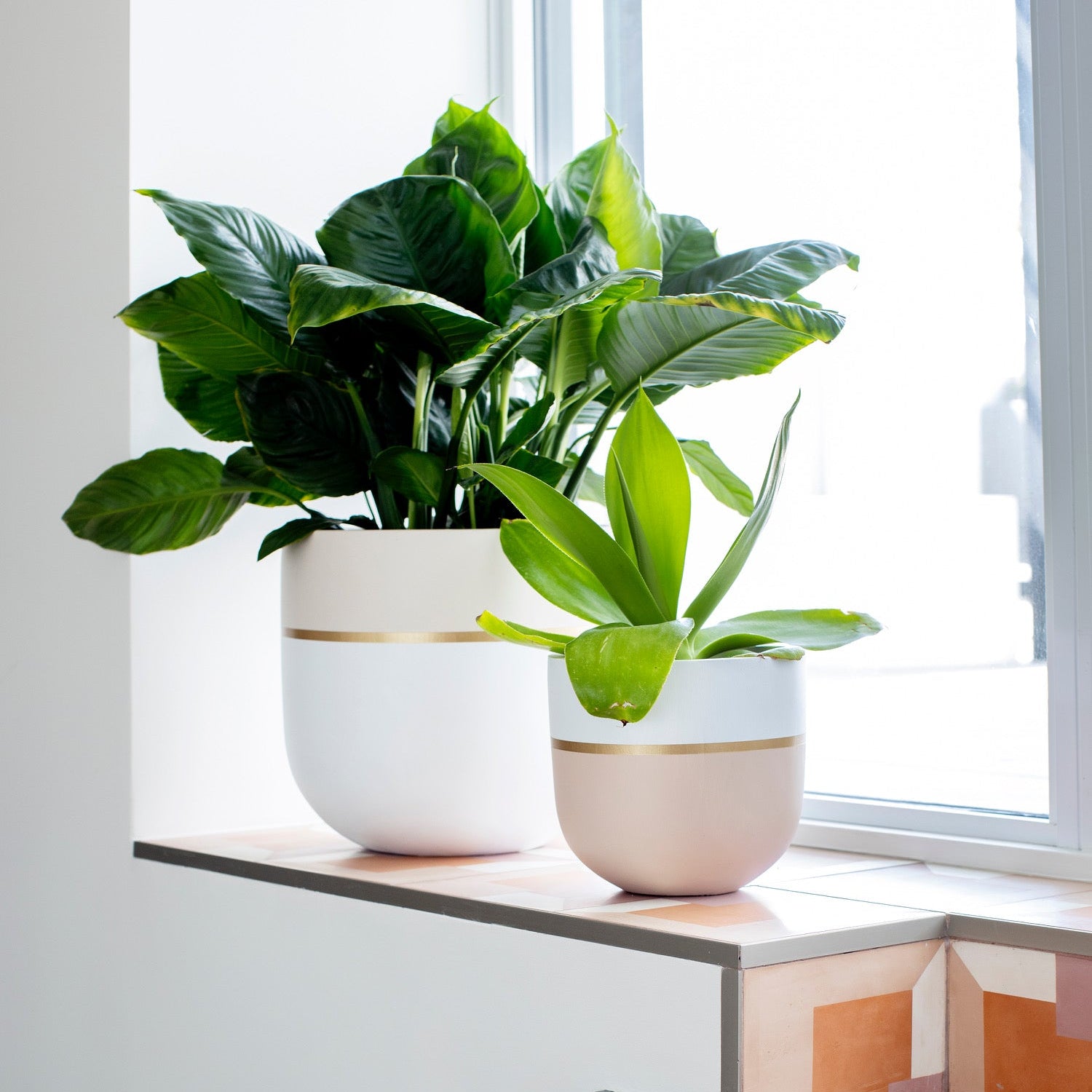 two contrast-tone planters with a thin gold stripe, placed on a ledge next to a bright window