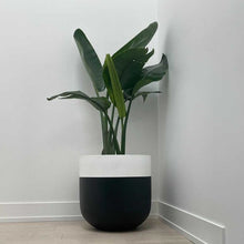 Black and white planter with a green plant against a plain wall.