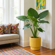 Living room with a beige sofa, colourful pillows, a large green plant in a yellow pot, and an abstract painting on the wall.