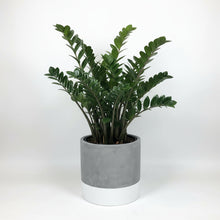 Modern two tone planter with contrast base, decorative indoor plant pot for houseplants