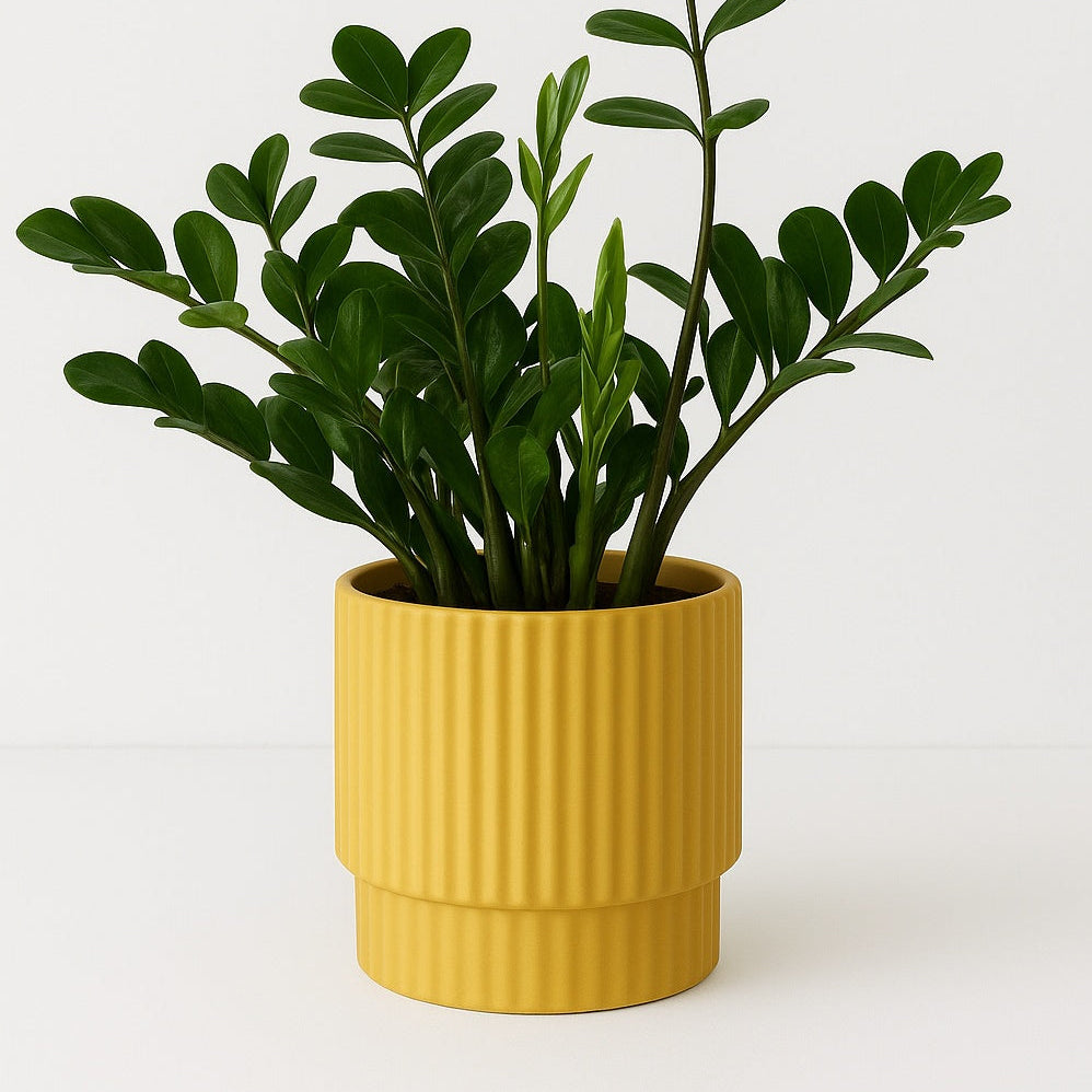 Green potted plant in a yellow pot on a white background