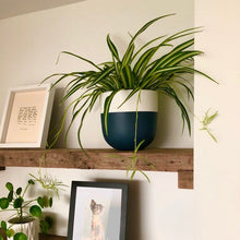 Potted plant on a wooden shelf with framed pictures in a room.