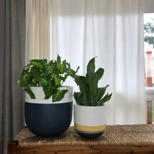 two navy and white planters on a woven bench with tropical houseplants