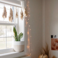 Decorative string lights hanging by a window with a plant and dried plants.