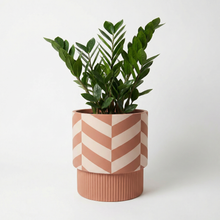 Potted plant in a chevron-patterned pot on a white background