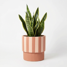 Potted plant with pink striped pot on a white background