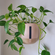 Green plant with a pink wall-mounted planter against a white wall