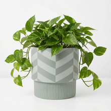 Potted plant with a green chevron patterned pot on a white background
