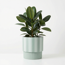 Potted plant with a tonal green striped pot on a white background