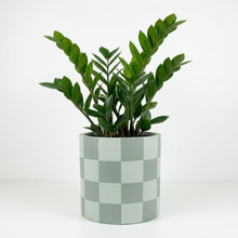 Potted ZZ plant in a sage green checkered pot on a white background