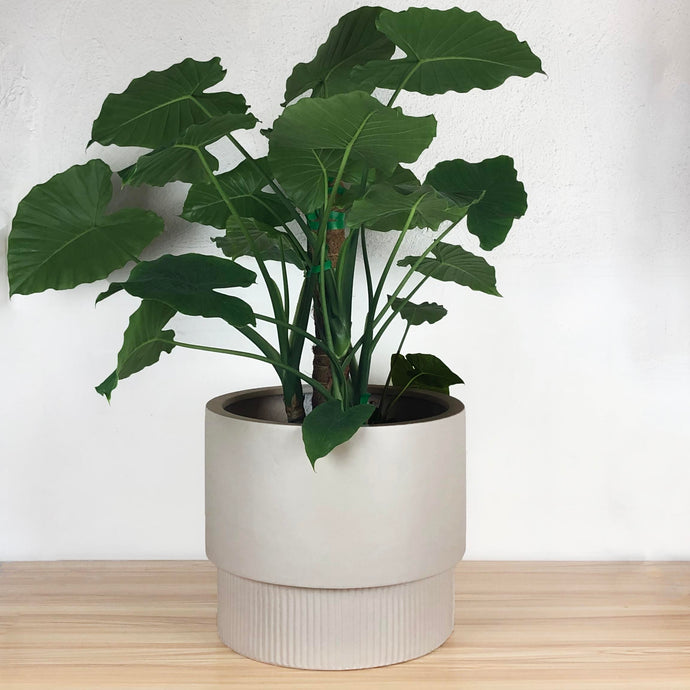 FLUTED BASE PEDESTAL POT | PLANTER