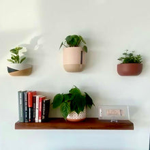 three wall hanging planters placed above a floating shelves with books
