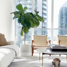 large fiddle leaf fig in two-toned cylinder planter placed on floor in front of a glass window.  