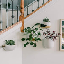collection of wall mounted hanging planter on a wall with staircase spindles.