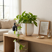 Potted pothos plant in a white planter with vertical gold stripe.