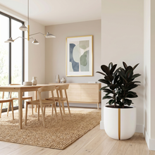 Potted rubber tree plant in a large white strand planter with vertical gold stripe, in a modern dining room.