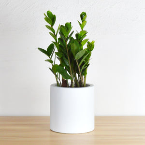 CYLINDER POT | PLANTER