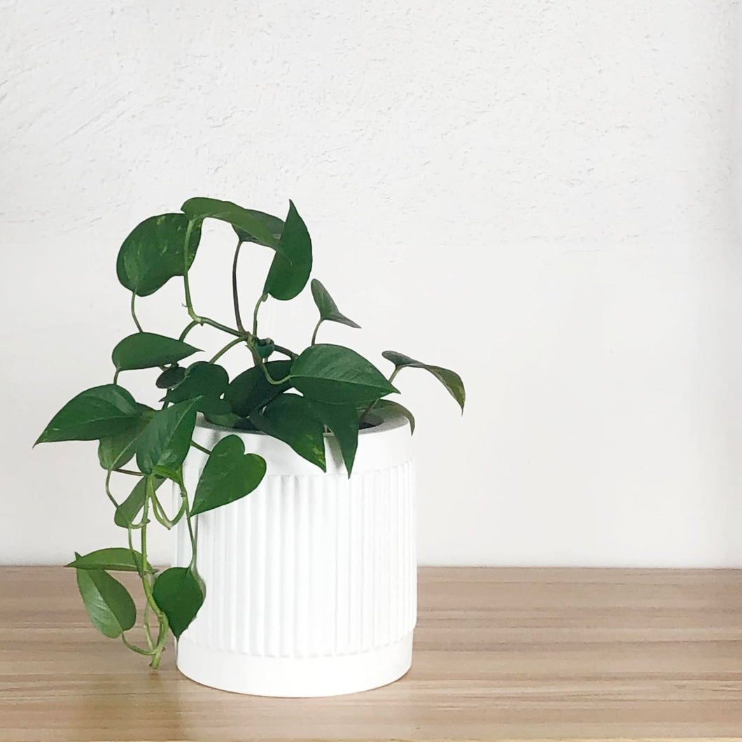 FLUTED CYLINDER POT WHITE | PLANTER