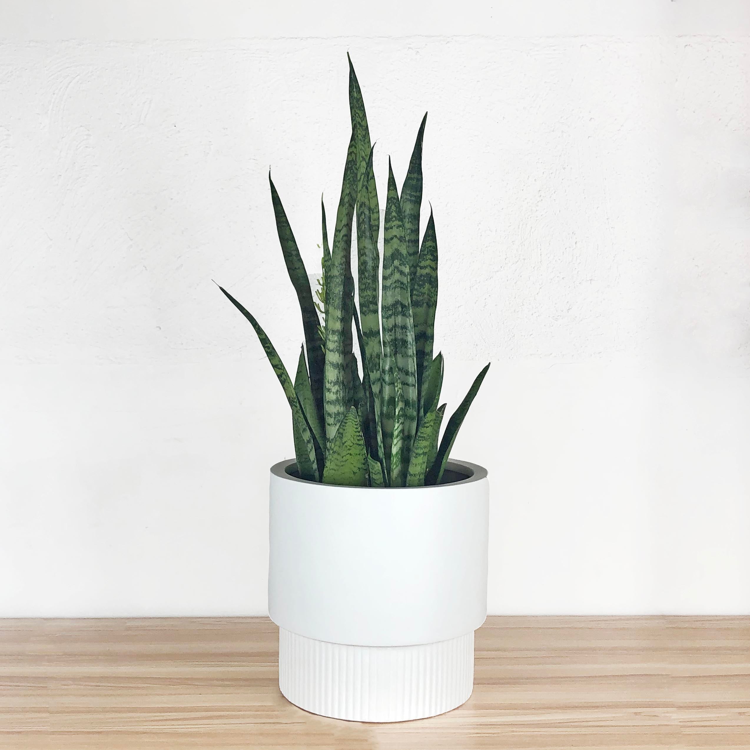 A white, fluted base pedestal planter with a snake plant inside, placed on a floor against a wall.