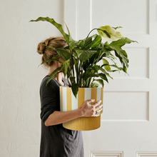Person holding a potted plant with a yellow and white striped pot against a white wall.