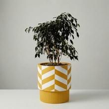 Potted ficus plant in a yellow and white chevron patterned pot on a plain background