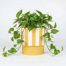 Green pothos plant in a yellow and white striped pot on a light grey background