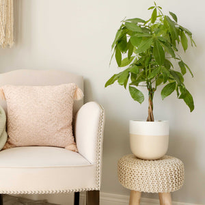 tan and white two toned plant pot with money tree next to chair