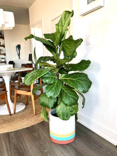 SADIE CYLINDER POT | PLANTER