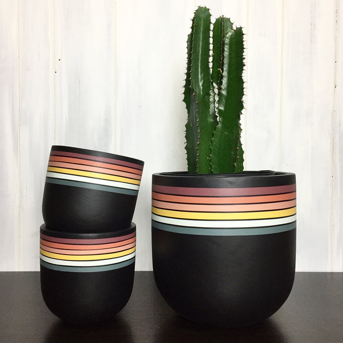 cactus euphorbia ingens in rainbow striped planter pot