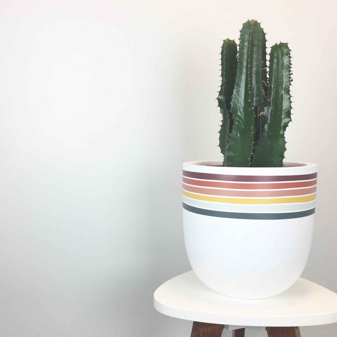 cactus euphorbia ingens in rainbow striped planter pot