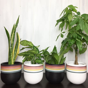 contrasting rainbow striped flower pots with money tree plant