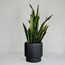 black fluted edge plant pot on a white background.  Large plant pots are perfect for keeping on the floor next to the fireplace, for adding into corners or long hallways for an aesthetic look. Hand painted, lightweight, minimal planters