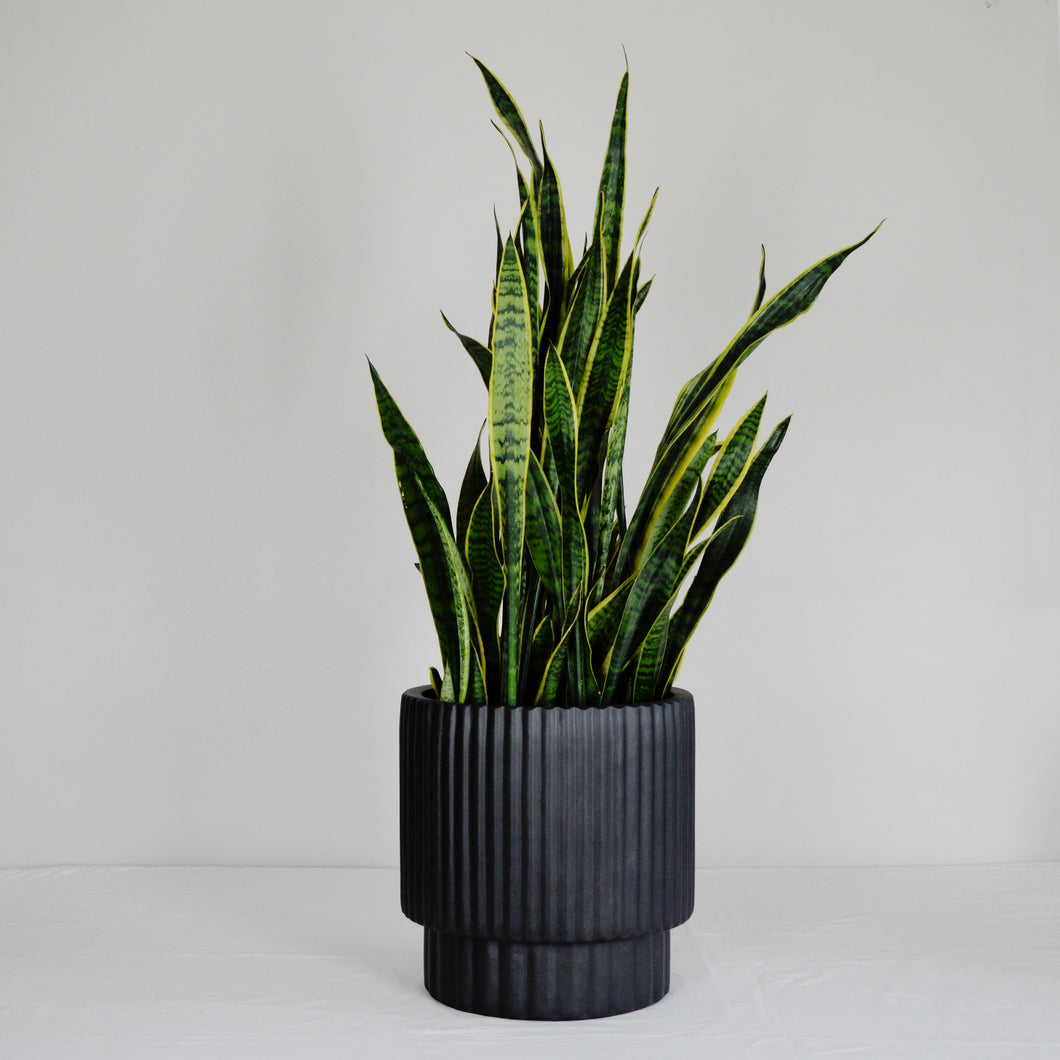 black fluted edge plant pot on a white background.  Large plant pots are perfect for keeping on the floor next to the fireplace, for adding into corners or long hallways for an aesthetic look. Hand painted, lightweight, minimal planters